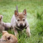 chiot chien-loup tchécoslovaque 5 semaines - L'Orée du Loup