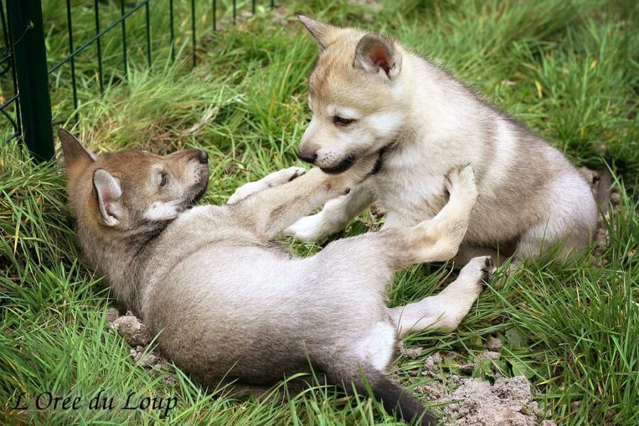 chiot chien-loup tchécoslovaque 5 semaines - L'Orée du Loup