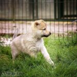chiot chien-loup tchécoslovaque 5 semaines - L'Orée du Loup