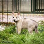 chiot chien-loup tchécoslovaque 5 semaines - L'Orée du Loup
