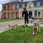 chiots chien-loup tchécoslovaque de 8 semaine en ville