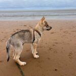 chiot chien-loup tchécoslovaque Aïka de l'Orée du Loup