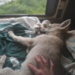 chiot chien-loup tchécoslovaque Maywa de l'Orée du Loup à 3 mois