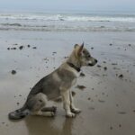 chiot chien-loup tchécoslovaque Maywa de l'Orée du Loup à 3 mois