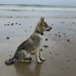 chiot chien-loup tchécoslovaque Maywa de l'Orée du Loup à 3 mois