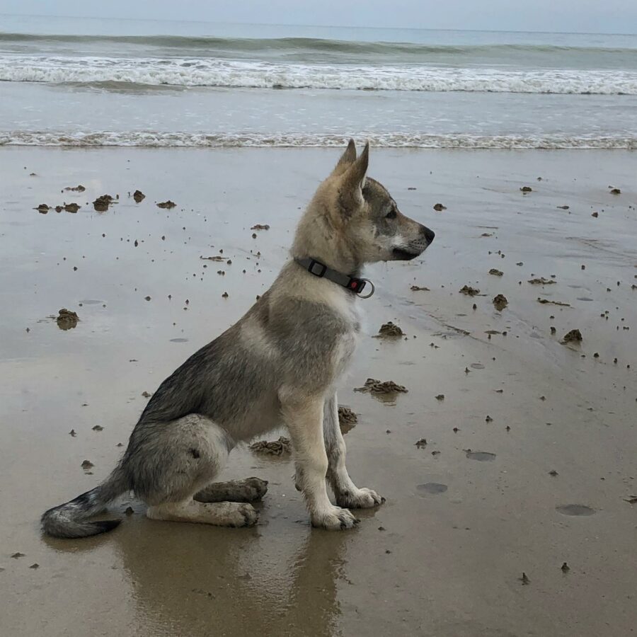 chiot chien-loup tchécoslovaque Maywa de l'Orée du Loup à 3 mois