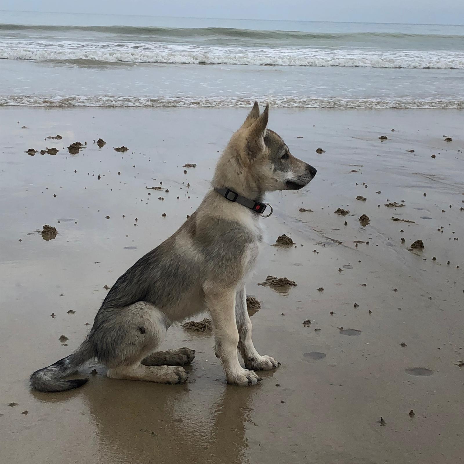 chiot chien-loup tchécoslovaque Maywa de l'Orée du Loup à 3 mois