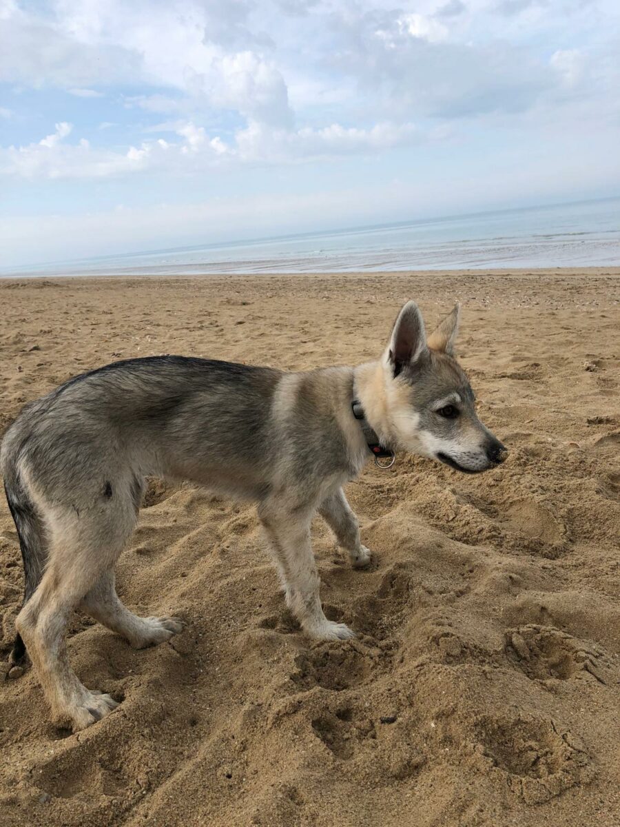 chiot chien-loup tchécoslovaque Maywa de l'Orée du Loup à 3 mois