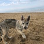 chiot chien-loup tchécoslovaque Maywa de l'Orée du Loup à 3 mois