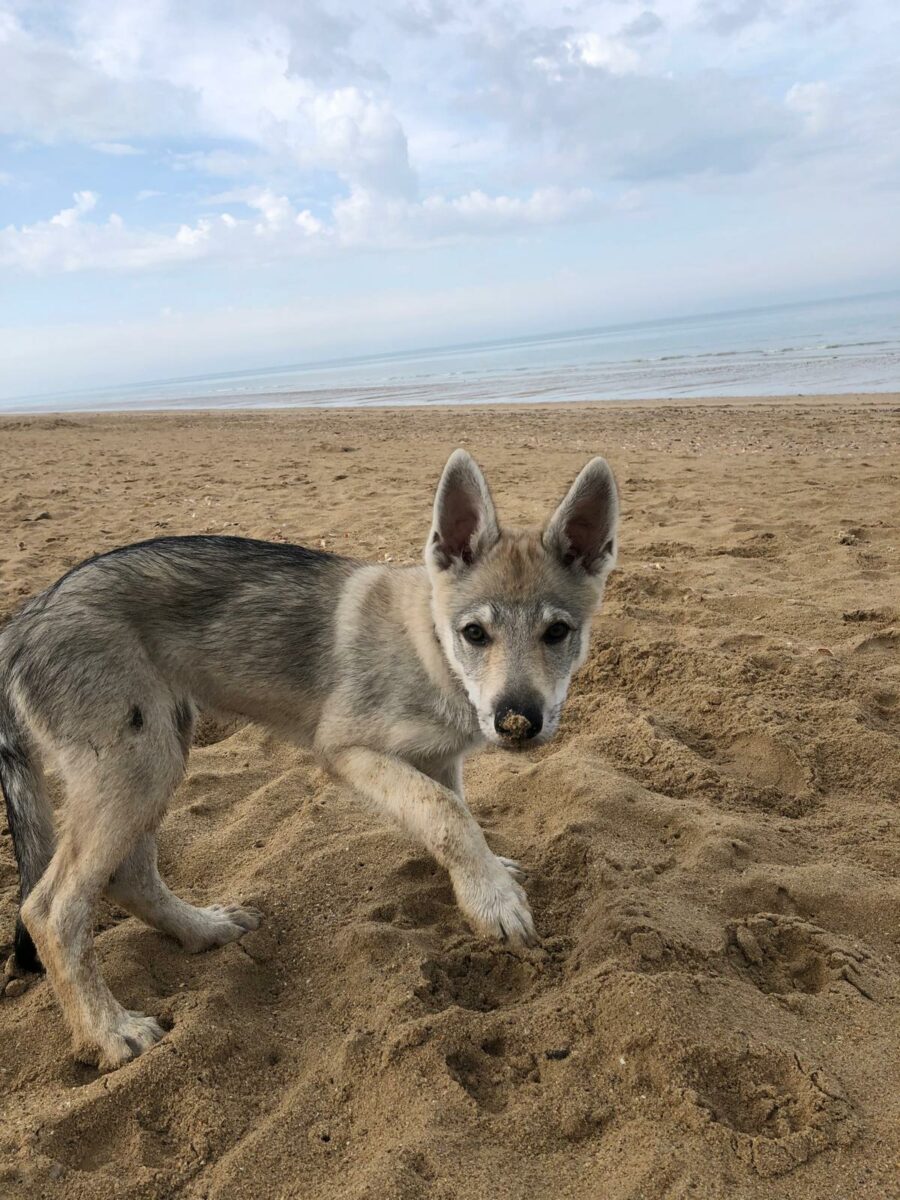 chiot chien-loup tchécoslovaque Maywa de l'Orée du Loup à 3 mois