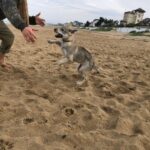 chiot chien-loup tchécoslovaque Maywa de l'Orée du Loup à 3 mois