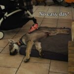 chiot chien-loup tchécoslovaque Amarok de l'Orée du Loup à 3 mois