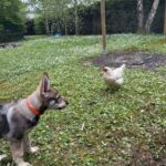 chiot chien-loup tchécoslovaque Amarok de l'Orée du Loup à 3 mois