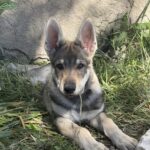 chiot chien-loup tchécoslovaque Amarok de l'Orée du Loup à 3 mois