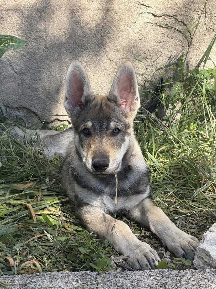 chiot chien-loup tchécoslovaque Amarok de l'Orée du Loup à 3 mois