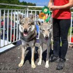 chiens-loups tchécoslovaques en exposition canine