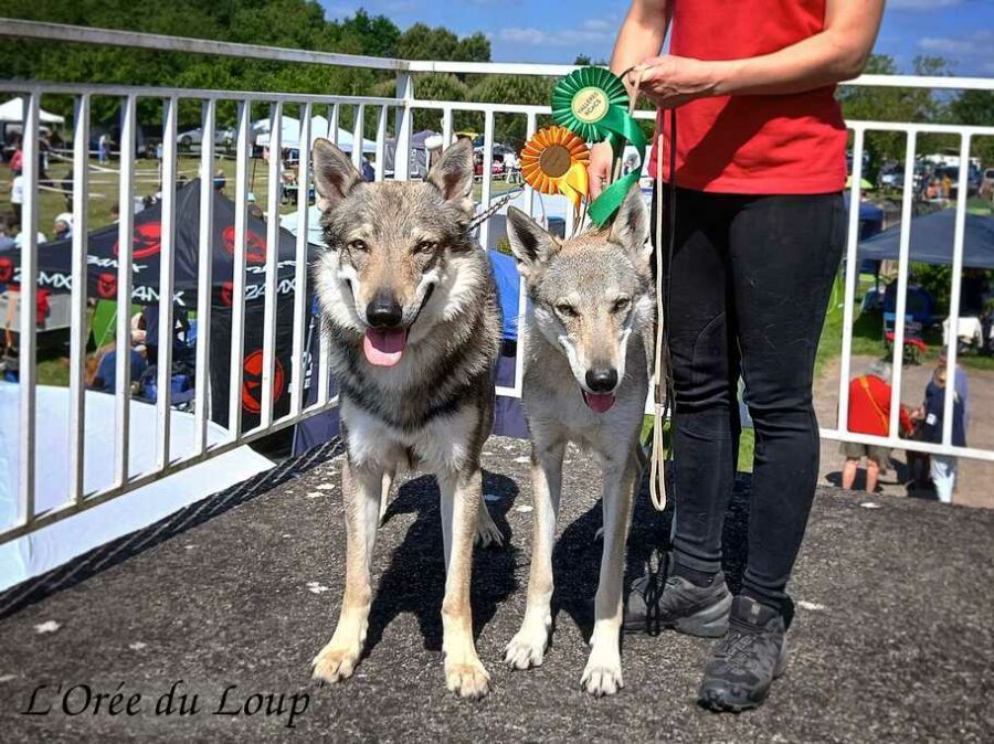 chiens-loups tchécoslovaques en exposition canine