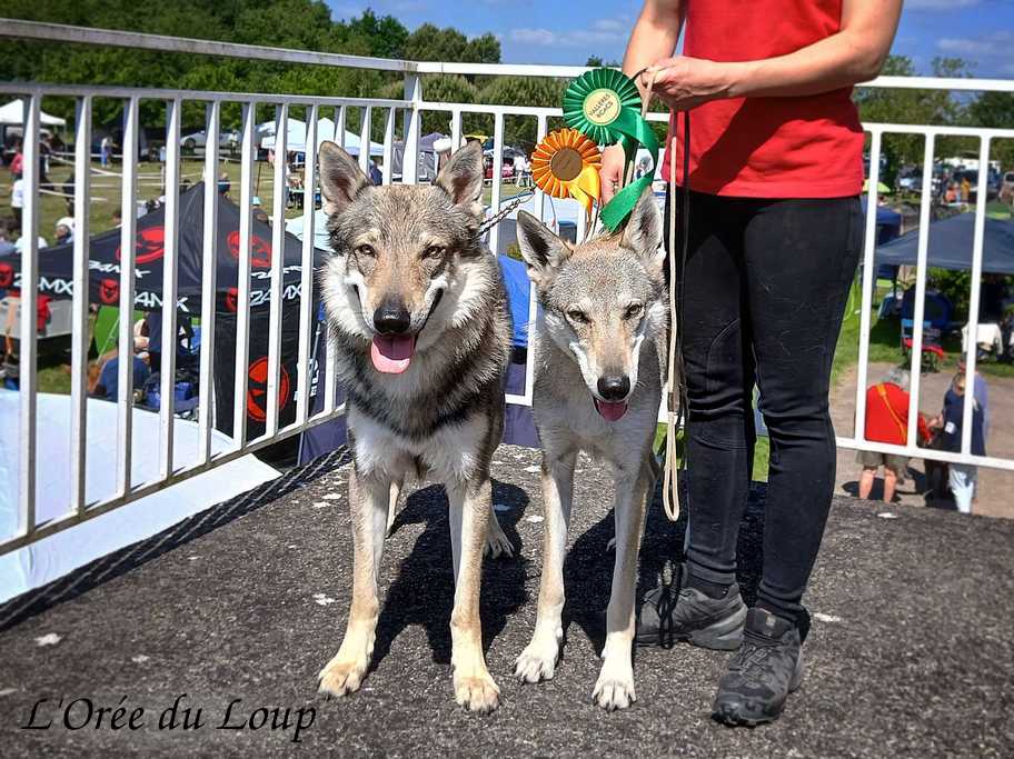 chiens-loups tchécoslovaques en exposition canine