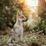 Des nouvelles des chiots de l'Orée du Loup