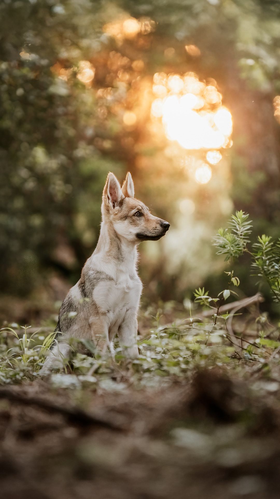 Des nouvelles des chiots de l'Orée du Loup