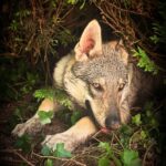 Des nouvelles des chiots de l'Orée du Loup