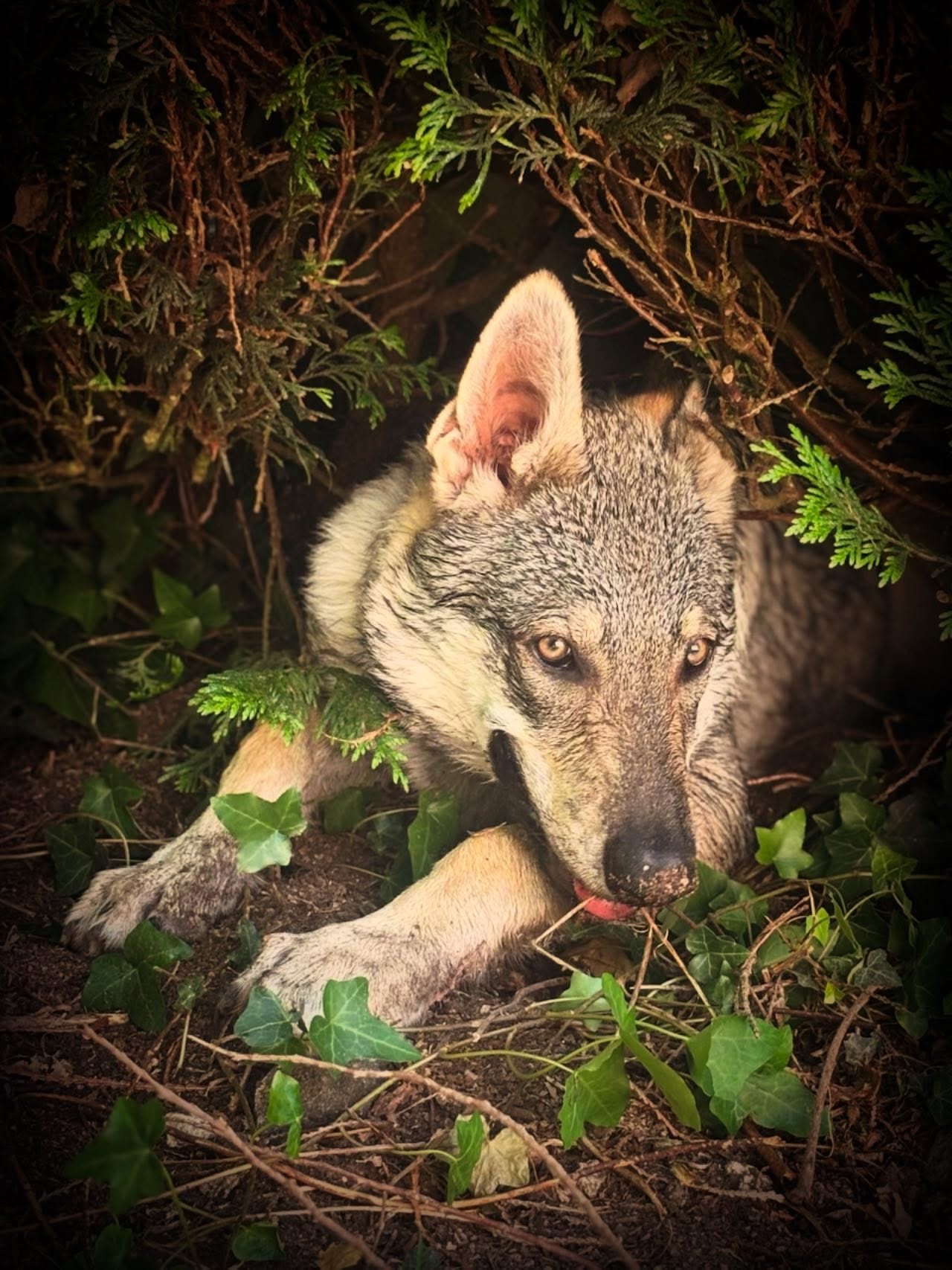 Des nouvelles des chiots de l'Orée du Loup