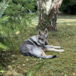 Des nouvelles des chiots de l'Orée du Loup