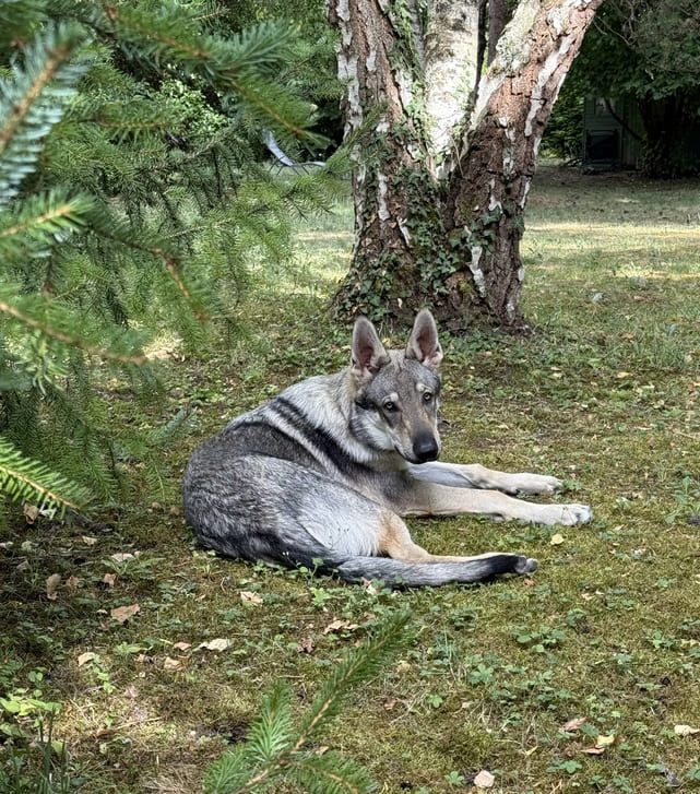 Des nouvelles des chiots de l'Orée du Loup