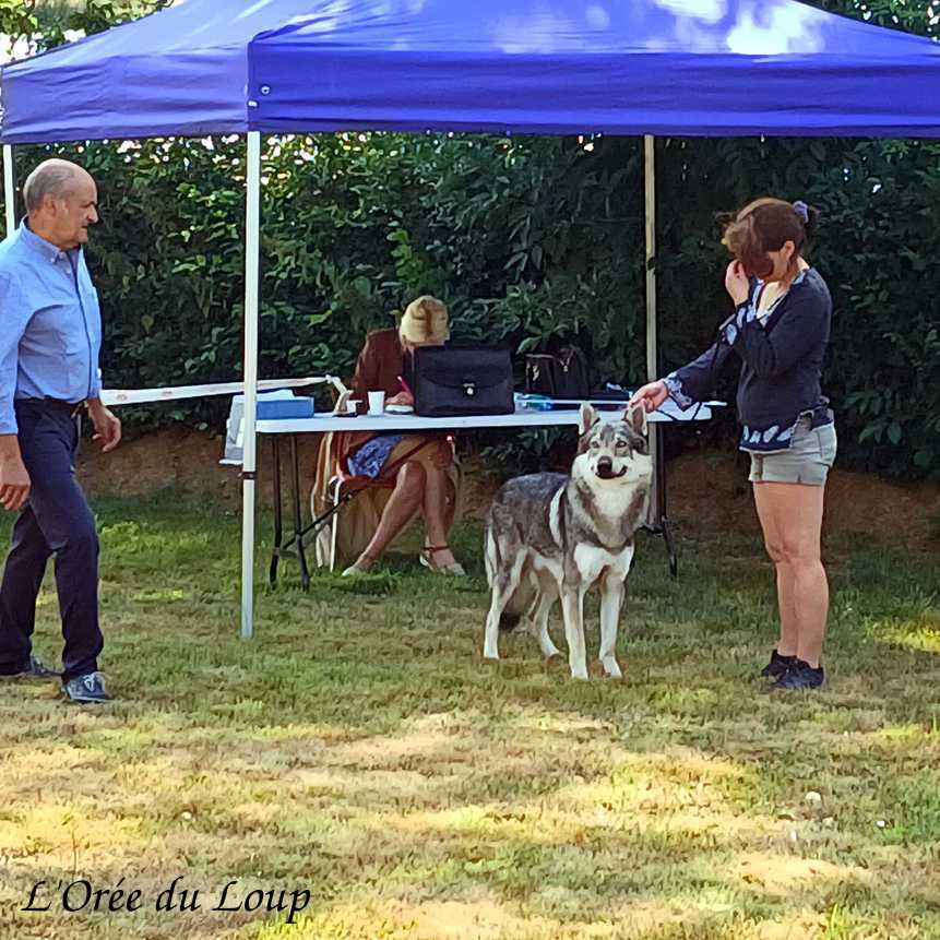 Exposition canine de Cressat avec nos chiens-loups tchécoslovaques