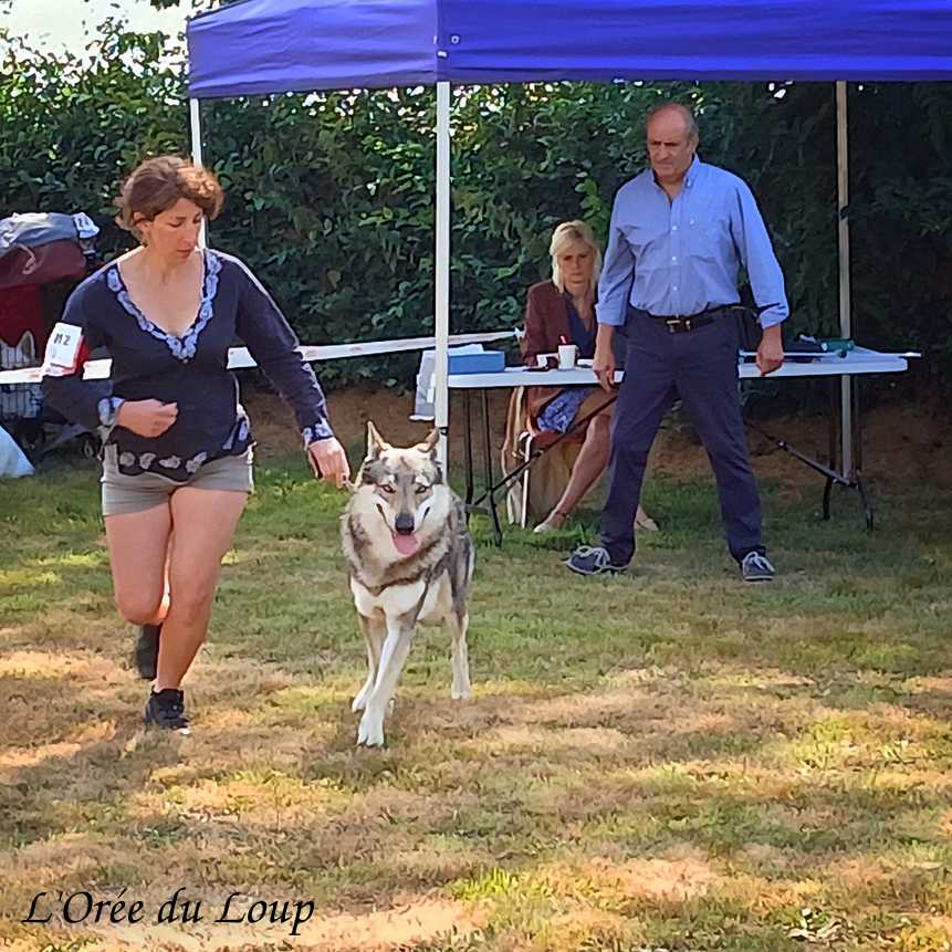 Exposition canine de Cressat avec nos chiens-loups tchécoslovaques