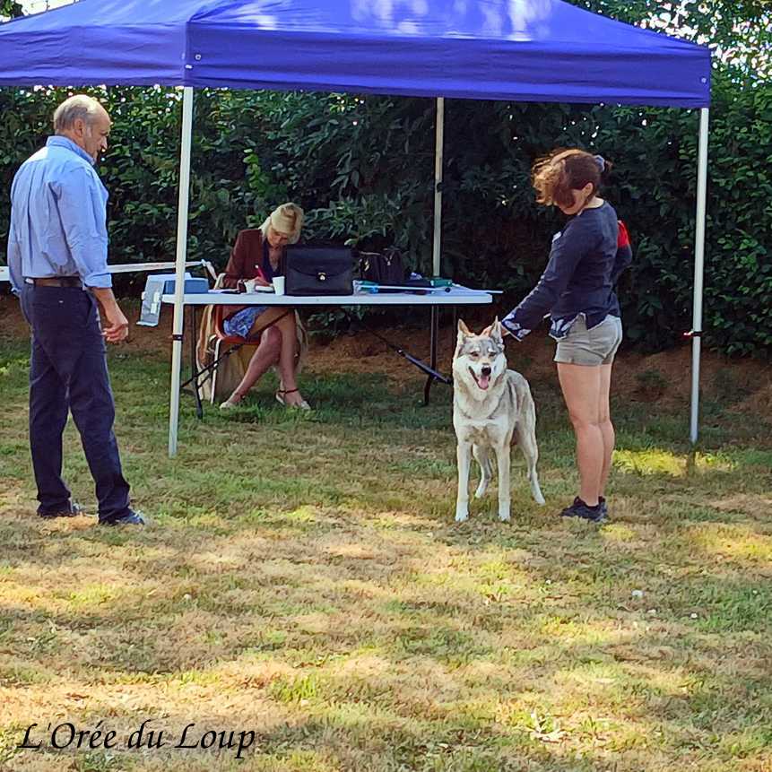 Exposition canine de Cressat avec nos chiens-loups tchécoslovaques