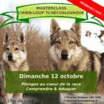masterclass - formation chien loup