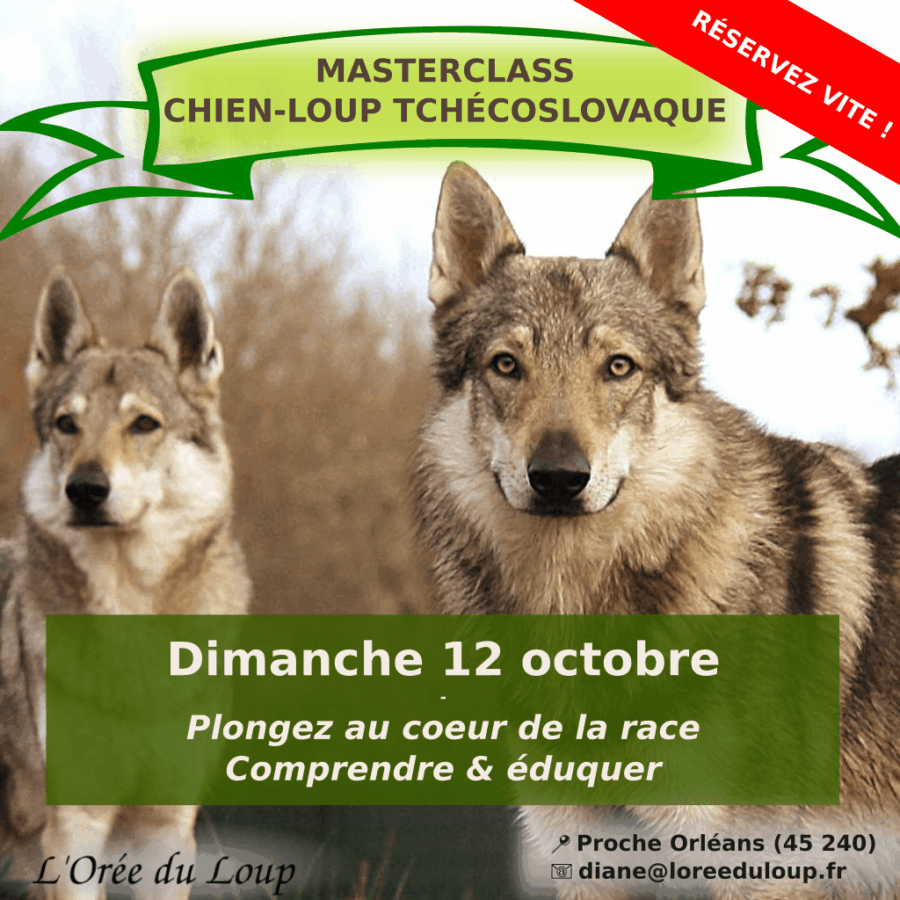 masterclass - formation chien loup