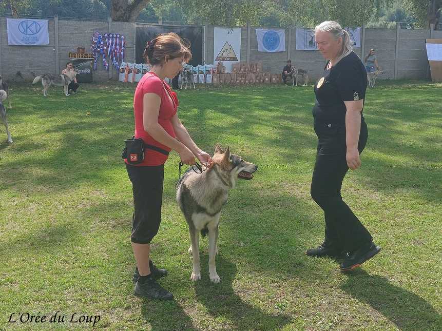 exposition canine en Slovaquie - l'Orée du Loup