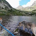 Randonnée avec nos chiens-loups dans le Tatras en Slovaquie - L'Orée du Loup