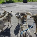 Randonnée avec nos chiens-loups dans le Tatras en Slovaquie - L'Orée du Loup