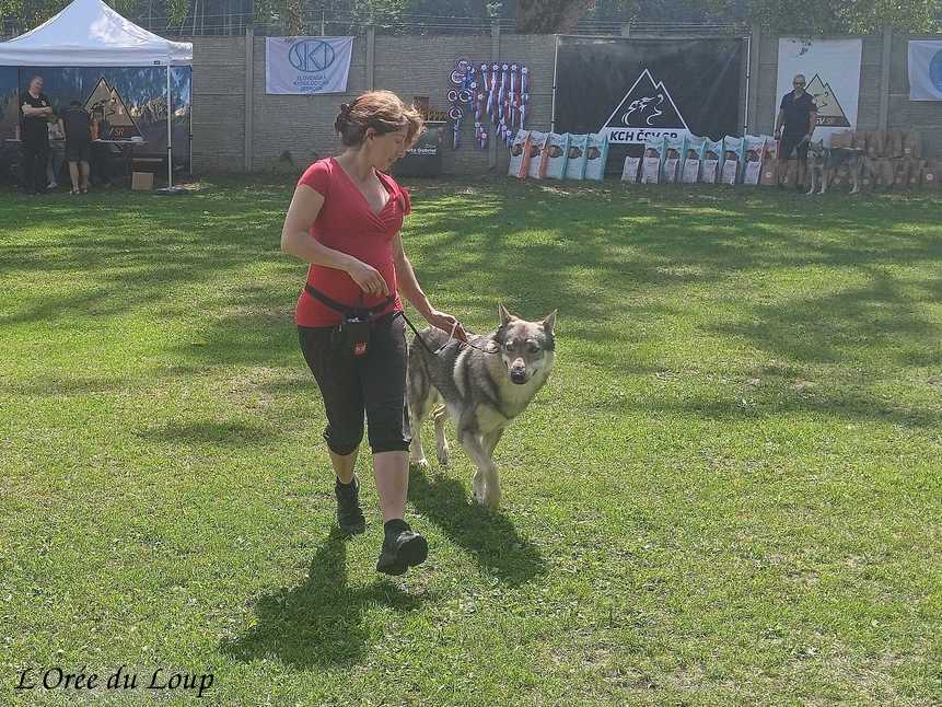 exposition canine en Slovaquie - l'Orée du Loup