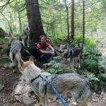 Randonnée avec nos chiens-loups dans le Tatras en Slovaquie - L'Orée du Loup