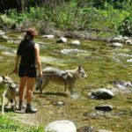 Randonnée avec nos chiens-loups dans le Tatras en Slovaquie - L'Orée du Loup