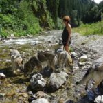 Randonnée avec nos chiens-loups dans le Tatras en Slovaquie - L'Orée du Loup
