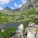 Randonnée avec nos chiens-loups dans le Tatras en Slovaquie - L'Orée du Loup