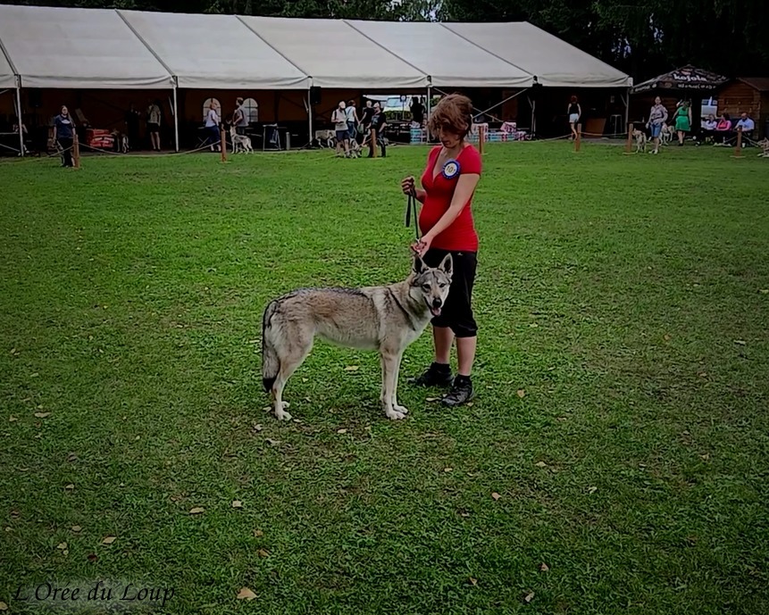exposition canine en Slovaquie - l'Orée du Loup