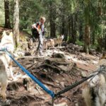 Randonnée avec nos chiens-loups dans le Tatras en Slovaquie - L'Orée du Loup