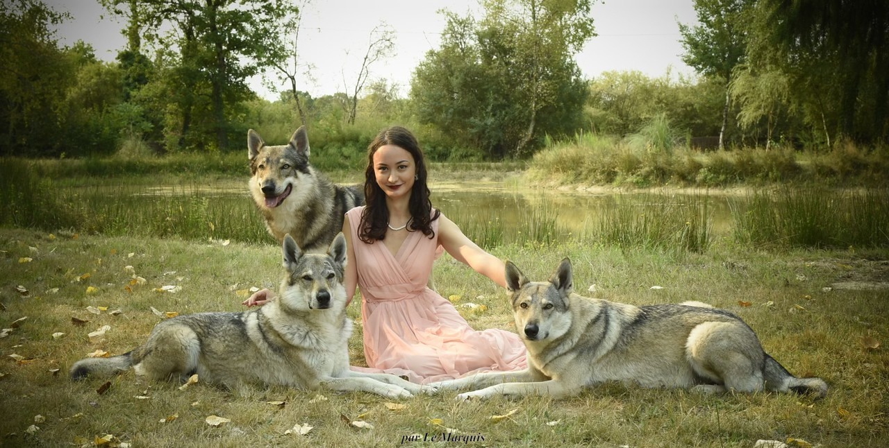 shooting photo chien-loup tchécoslovaque