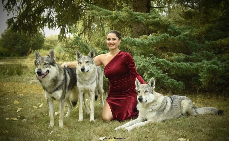 shooting photo chien-loup tchécoslovaque