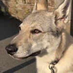 Maywa de loreeduloup à 4 mois