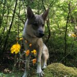 Maywa de L'Oree du loup à 5 mois