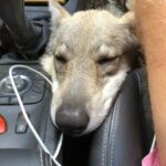 Maywa de L'Oree du loup à 5 mois