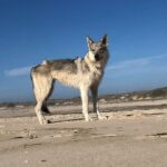 Maywa de L'Oree du loup à 5 mois