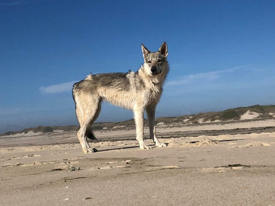 Maywa de L'Oree du loup à 5 mois